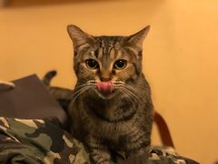 -猫友咖啡店(玉林西路店)