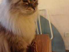 -共舞时光猫咖·狗咖(新街口店)