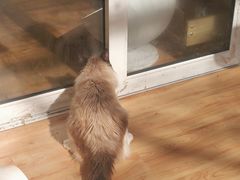 -欣宠猫屋·矮脚拿破仑·蓝金金渐层