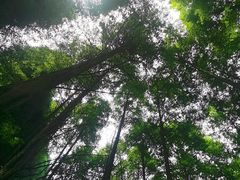 -武陵山森林公园