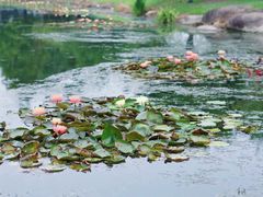 -上海辰山植物园