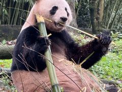 -都江堰中华大熊猫苑