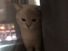 -联合动物医院(光谷诊疗中心)