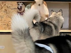 -Husky Go! 哈士奇体验馆·宠物咖啡厅狗咖