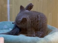 -momokira米努特·德文卷毛猫·棉花面纱犬
