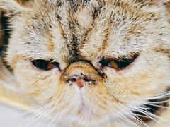 -BABIT巴比特宠物(MOMOPARK店)