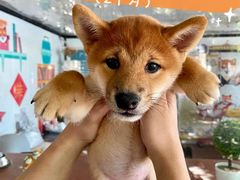 -柴犬高等学院·狗咖·柴犬售卖·宠物训练