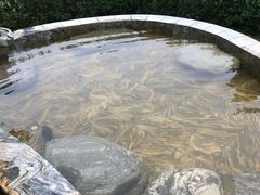 -英德宝晶宫天鹅湖茶语温泉