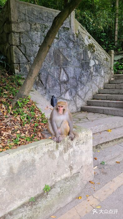 黔灵山公园图片