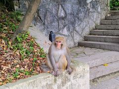 -黔灵山公园