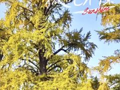 -千年银杏谷文化旅游区