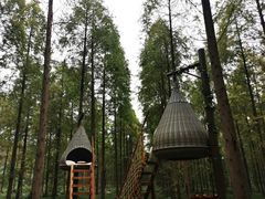 -黄海国家森林公园