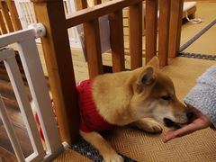 -豆柴町-柴犬主题狗咖(红鼎国际C座店)