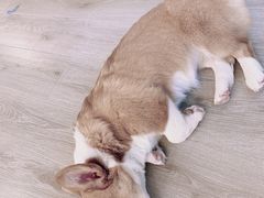 -浣熊柯尔鸭土拨鼠·电玩咖