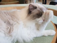 -CAT’S MEWSTAR CAFE·喵星球猫屋(晴湾咖啡店)
