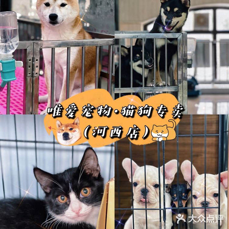 天津探店|唯爱宠物·猫狗专卖（河西店）