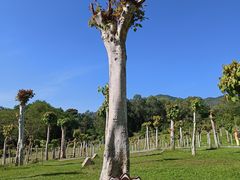 -三亚南山文化旅游区