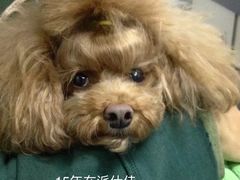 -北京派仕佳德动物医院·超导核磁·CT·神经科·骨科·内外科·急重症管理中心