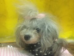 -志龙皇冠吃货椰子铺
