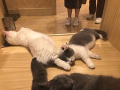 -屋虎猫馆(宝安大仟里店)