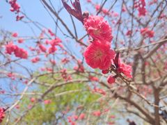 -桃花堤公园