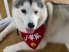 -Husky Go! 哈士奇体验馆·宠物咖啡厅狗咖