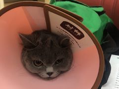 -瑞派天宁宠物医院·猫科·异宠中心
