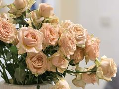 -龙大花卉苗木市场