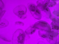 -沈阳海洋探索中心