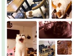 -平行世界·猫咖(首经贸店)