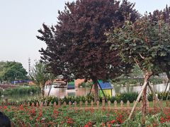 -荷兰花海