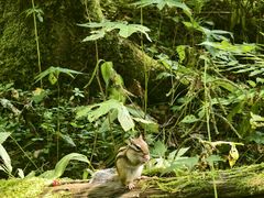 -五营红松林海景区
