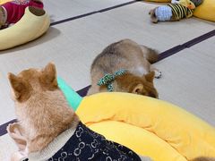 -逗柴咖啡屋·狗咖猫咖宠物桌游