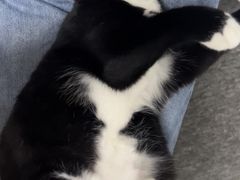 -艾吉宠物医院·疑难杂症转诊中心·猫友好(碧江路院)