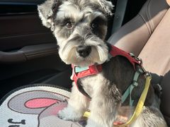 -帕帕拉兹宠物(亚洲旗舰店)