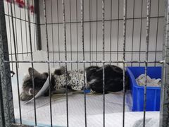 -达爱动物医院·犬猫分区·CT·复杂眼科(远洋山水分院)