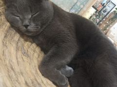 -藏猫猫咖啡主题馆(中央大道店)