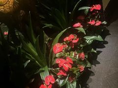 -素可汤泉(天宝大厦店)