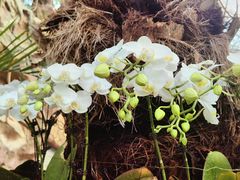 -北京植物园-展览温室