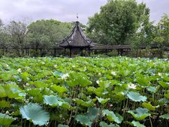 -上海醉白池公园