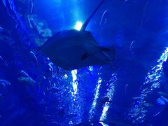 -成都浩海立方海洋公园