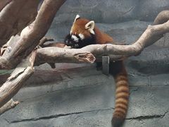 -武汉动物园