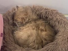 -糯米喵星人总部直营旗舰店·猫舍·幼猫出售