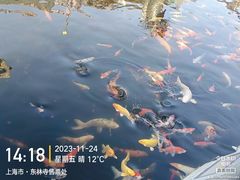 -上海东林寺(金山区)