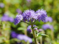 -黑龙江省森林植物园