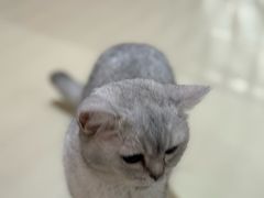 -三花喵·撸猫购宠·宠物生活馆(虹桥南丰城店)