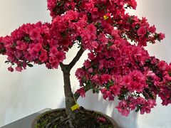 -上海滨江森林公园