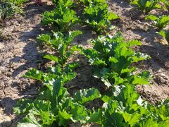 -万源龙顺度假庄园生态观光园