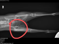 -菲尔斯特宠物医院