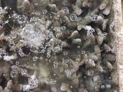 -霞涌市场海鲜摆卖区